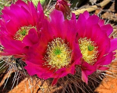 Cactus - cactus, macro, flower, pink