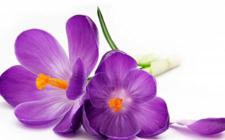 Flowers - flowers, beautiful, purple, still life