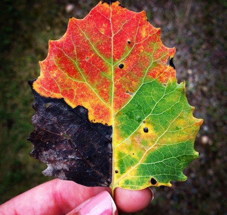 Four Seasons at one time - seasons, colors, leaf, beautiful