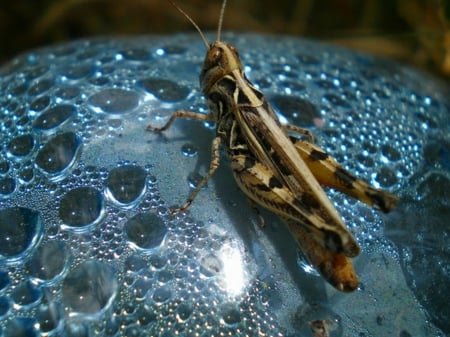 grasshopper - drop, insect, grasshopper, water