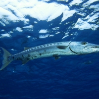 great barracuda