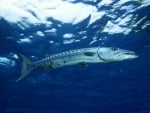 great barracuda