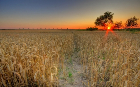 Sunset - great, fielld, wheat, sunset