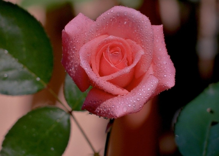 Pink Rose - one, pink, amazing, rose