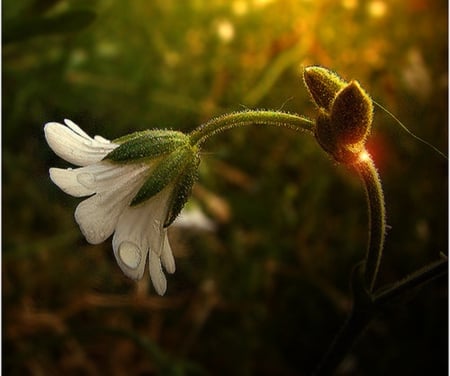 alone - nature, beauty, cool, photography, flowers