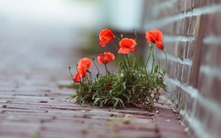 red flowers - nature, cool, red, photography, flowers, outdoor