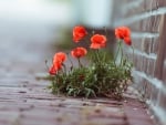 red flowers