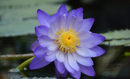 * Tenderness * - purple, delicate, soft, water, tenderness, flower