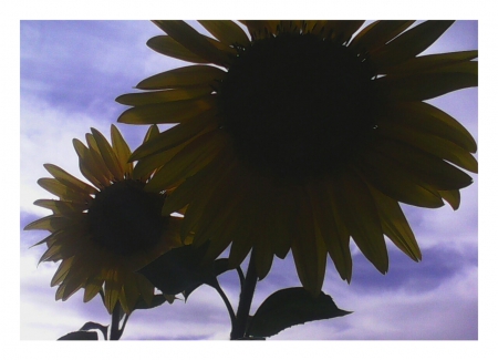 Sunflowers - flowers, clouds, nature, sky