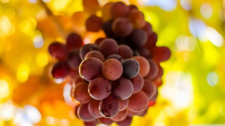 Grapes - grape, harvest, food, HD, leaves, fall, nature, autumn, fruit, leaf, wallpaper