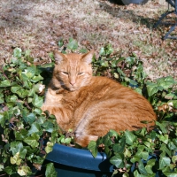 Cat in the Ivy