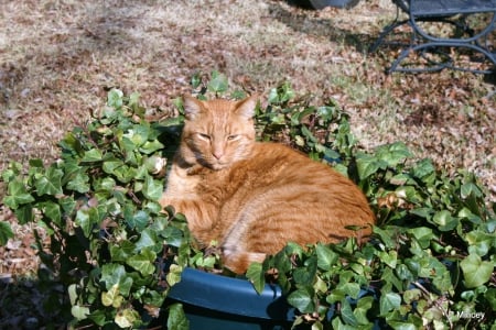 Cat in the Ivy - plants, ivy, animals, cat