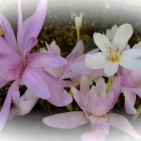 Fall Blooming Crocus