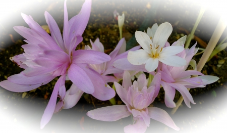 Fall Blooming Crocus - flowers, Fall, garden, Blooms