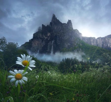 Raining summer - daises, green, mountains, raining summer