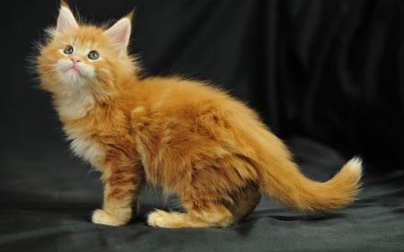 Sweet Maine Coon Cat - maine, coon, cat, kitty