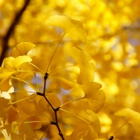 Autumn Yellow