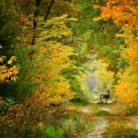 Forest- deer in Autumn