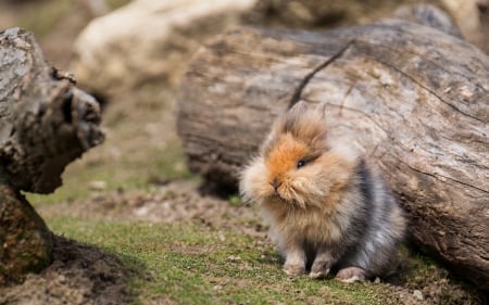 Orange-Nosed Rabbit - orange-nosed rabbit, rabbits, bunny, animals