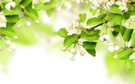 White Blossoms - flowers, white blossoms, nature, white buds