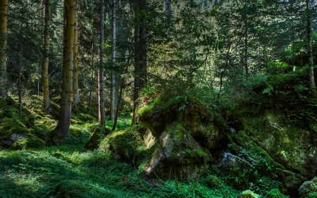 Green Forest - forests, trees, green forest, green