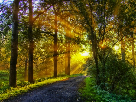 A Morning Dream... - sunbeams, trees, forest, beautiful, grass, sunrise, path