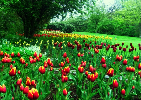 Spring Melody - trees, yellow, beautiful, spring, Copenhague, flowers, tulips, red, garden, green grass