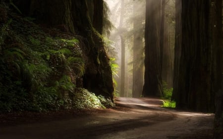 Morning Sun Road - nature, sunlight, sun rays, morning sun road