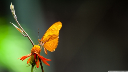 butterfly in the light - flower, butterfly, nature, insect