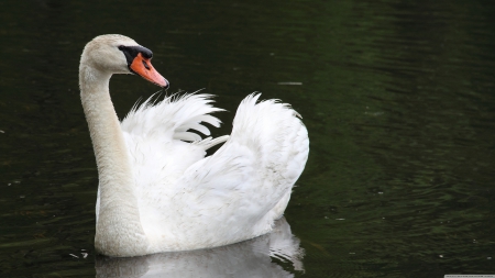 swan - white, swan, water, bird