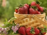 basket of strawberries