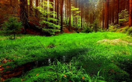 Forest puddles - trees, puddles, nature, summer, beautiful, grass, forest