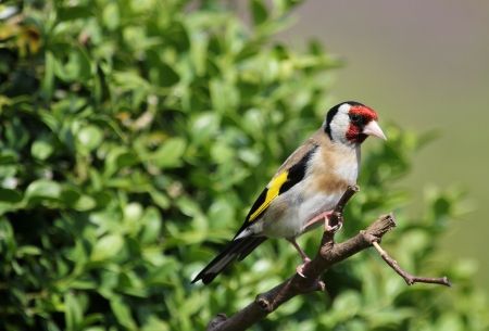 Finch Gold - trees, finch, birds, animal, gold