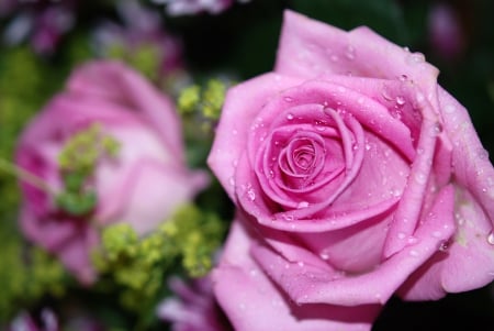 Purple Rose - purple, drops, roses, dew, petals, flowers, close-up, nature