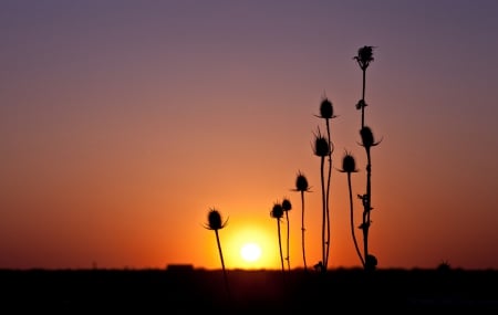 Splendor - nature, splendor, sky, sunset