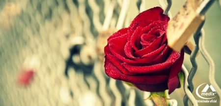 Passion - with love, red rose, passion, beautiful