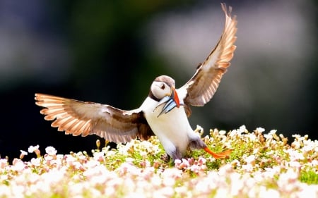 Dance of Joy - catch, dance, joy, wings, puffin, bird, mood, fish, flowers