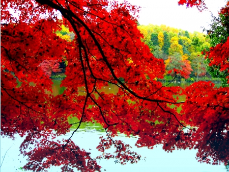 AUTUMN TREE - nature, lake, autumn, tree, nranch