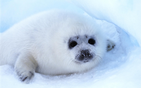 sea dog - ice, sea dog, white, seal