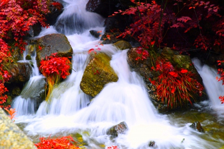 AUTUMN FALLS - autumn, falls, natuire, plants, rocks