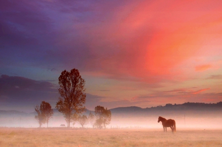 HORSE in HAZE - haze, dusk, field, sand, horse, sky