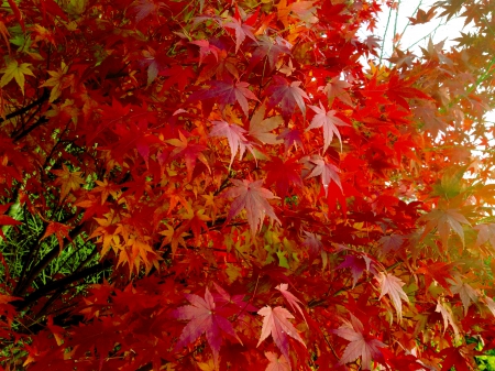 MAPLE LEAVES - nature, autumn, forest, maple, tree, leaves