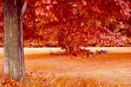 AUTUMN WALK - pair, autumn, ducks, walk, field, tree