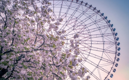 Spring - ferris wheel, sakura, pink, blossom, spring, flower