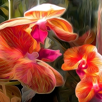 Orchids