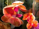 Orchids