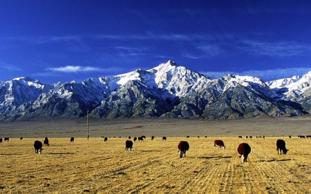 mountain - field, cattle, mountain, grass