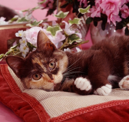 Cute cat on a cushion - cute, cats, cushion, animals