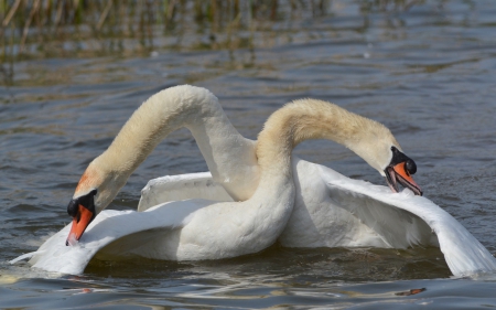 Swans dance - bird, white, water, swan, red, lake, dance