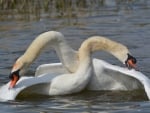 Swans dance